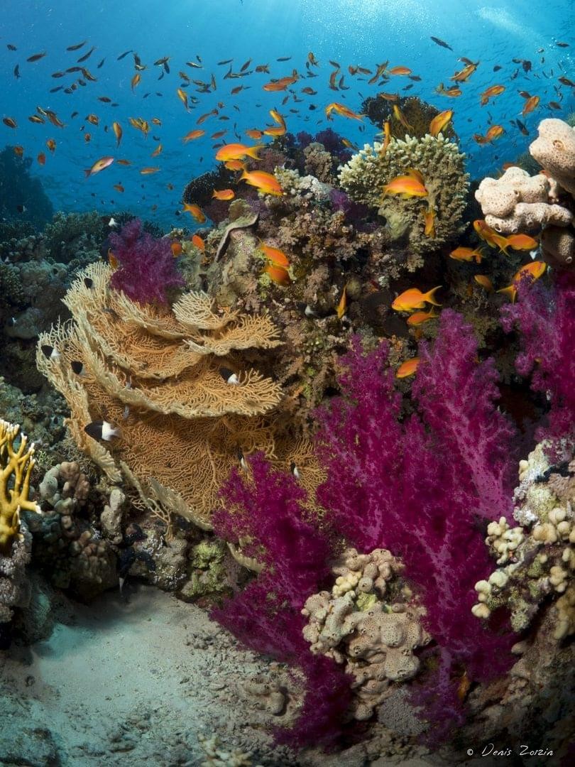 récifs coralliens de sharme el-sheikh