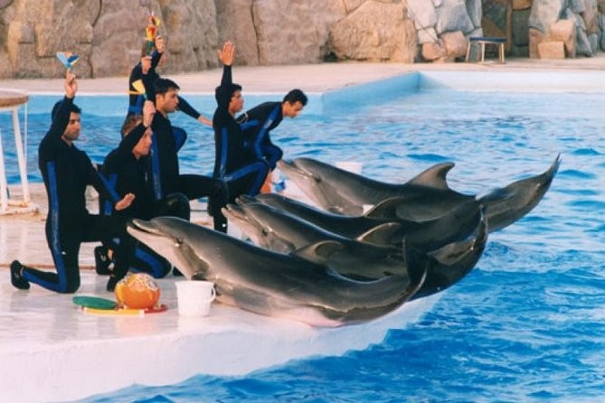 Spectacle de dauphins à Hurghada (conjoint)