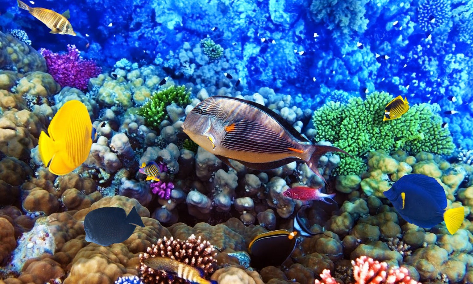 Plongée sous-marine Open Water à Hurghada – Snorkeling et plongée