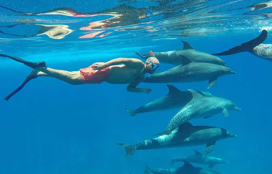 Nager avec les dauphins sauvages à Hurghada (05 Min.)