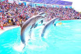 Spectacle de dauphins à Sharm