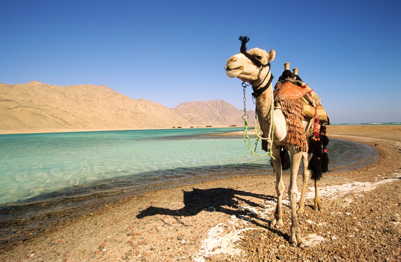 Safari en el desierto de Egipto