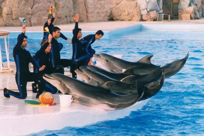 Espectáculo de delfines en Hurgada