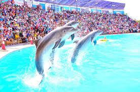Espectáculo de delfines